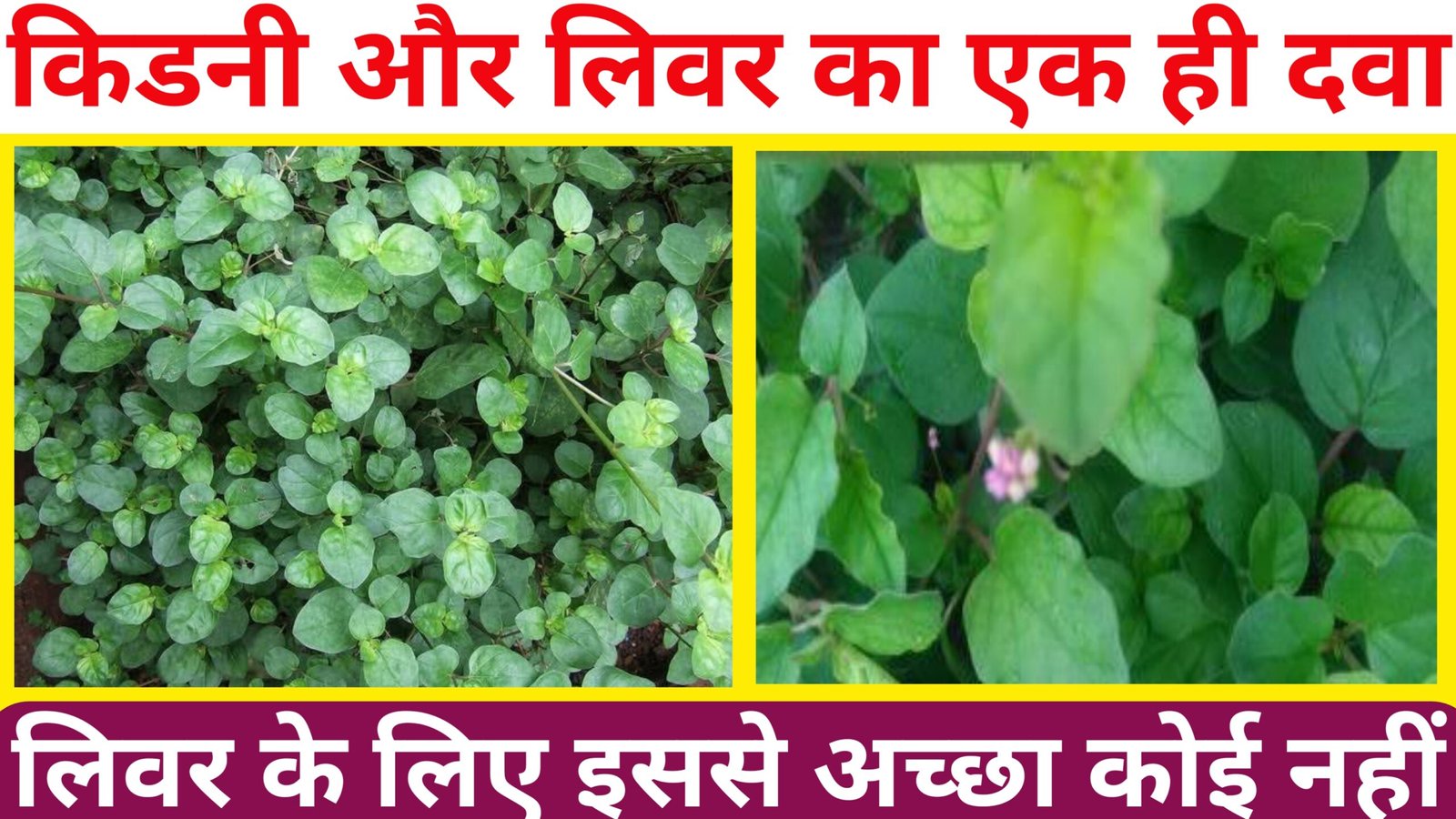 पुनर नवा के फायदे क्या