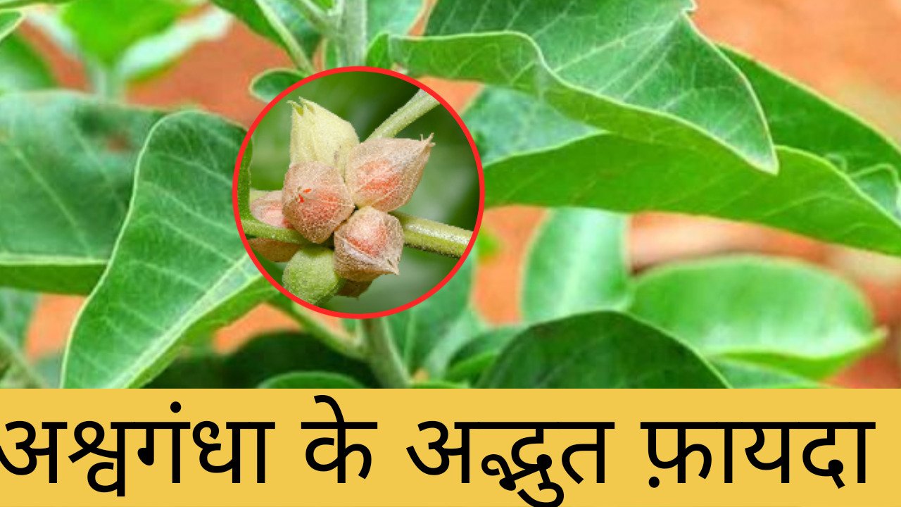 अश्वगंधा के फायदे